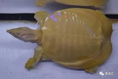 給龍魚做手術：給龍魚做手術前后注意事項以及手術后的護理措施