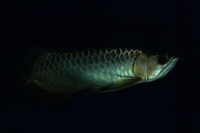 金龍魚有沒有藍色的魚（如何鑒別高品質藍色金龍魚）