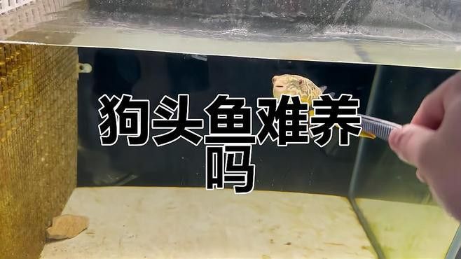 斑馬狗頭和雷龍魚哪個(gè)好養(yǎng)些