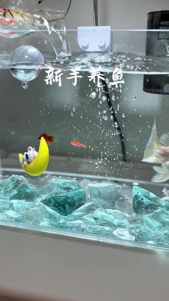 藍底魚缸養金龍魚好嗎圖片
