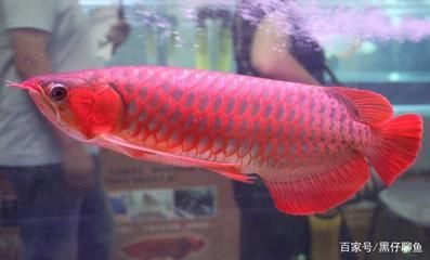 紅龍?zhí)暨x標(biāo)準(zhǔn):如何挑選紅龍魚 龍魚百科 第1張 紅龍?zhí)暨x標(biāo)準(zhǔn):如何挑選紅龍魚 紅龍?zhí)暨x標(biāo)準(zhǔn):如何挑選紅龍魚 龍魚百科 第1張