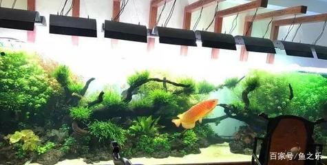 金龍魚燈管k數對發(fā)色的作用大嗎：金龍魚燈管k數對發(fā)色的作用