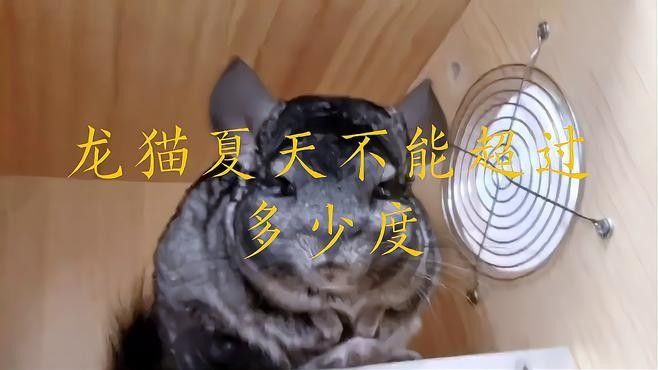 龍貓適合在什么季節飼養？ 龍貓適合在什么季節飼養？ 龍魚百科 第1張