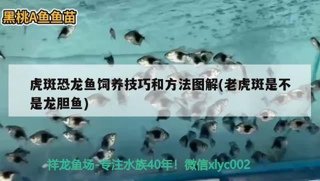龍魚的虎斑是什么品種：具有虎斑特征的幾種龍魚品種