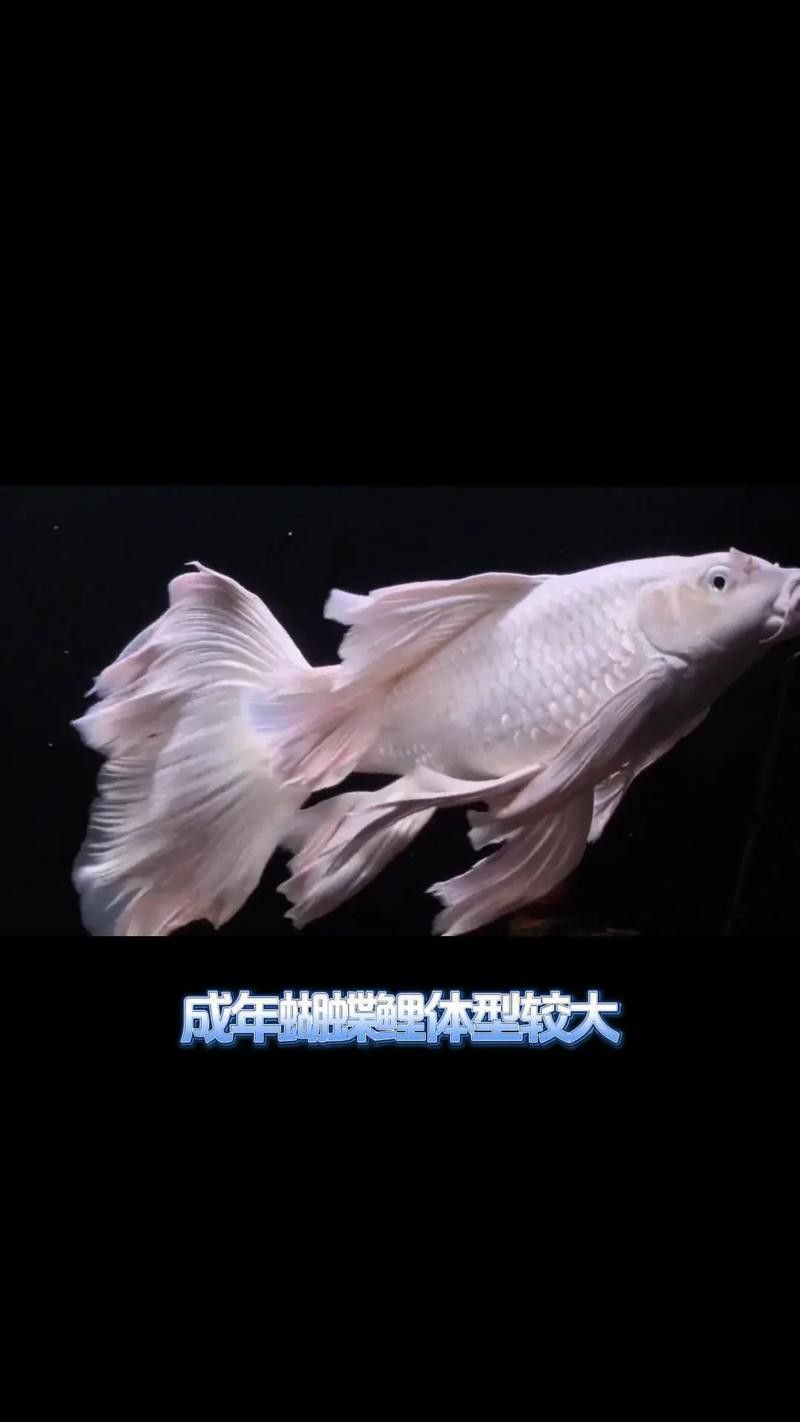 金龍魚可以和蝴蝶鯉混養嗎圖片 金龍魚可以和蝴蝶鯉混養嗎圖片 龍魚百科 第6張