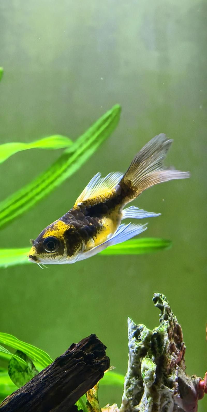 金龍魚可以和蝴蝶鯉混養嗎圖片 金龍魚可以和蝴蝶鯉混養嗎圖片 龍魚百科 第2張
