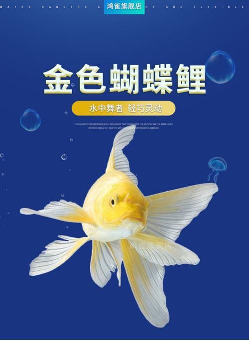 金龍魚可以和蝴蝶鯉混養嗎圖片 金龍魚可以和蝴蝶鯉混養嗎圖片 龍魚百科 第11張
