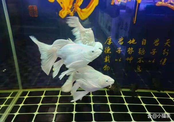 金龍魚可以和蝴蝶鯉混養嗎圖片 金龍魚可以和蝴蝶鯉混養嗎圖片 龍魚百科 第13張