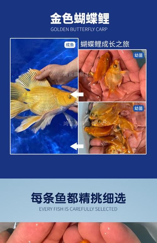 金龍魚可以和蝴蝶鯉混養嗎圖片 金龍魚可以和蝴蝶鯉混養嗎圖片 龍魚百科 第12張