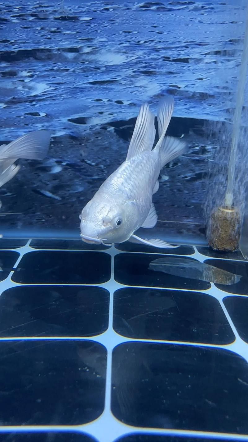 金龍魚可以和蝴蝶鯉混養嗎圖片 金龍魚可以和蝴蝶鯉混養嗎圖片 龍魚百科 第14張