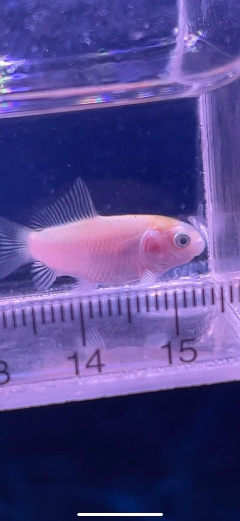 金龍魚可以和蝴蝶鯉混養嗎圖片 金龍魚可以和蝴蝶鯉混養嗎圖片 龍魚百科 第19張