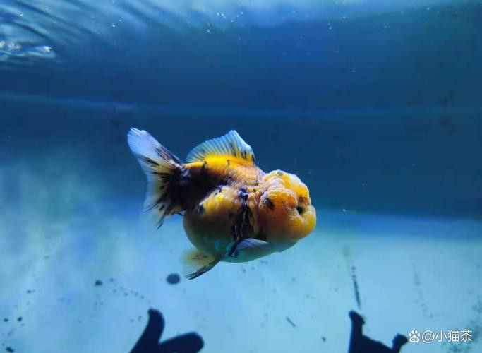 金龍魚可以和蝴蝶鯉混養嗎圖片 金龍魚可以和蝴蝶鯉混養嗎圖片 龍魚百科 第17張