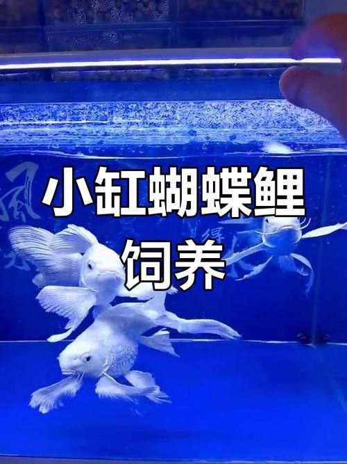 金龍魚可以和蝴蝶鯉混養嗎圖片 金龍魚可以和蝴蝶鯉混養嗎圖片 龍魚百科 第23張