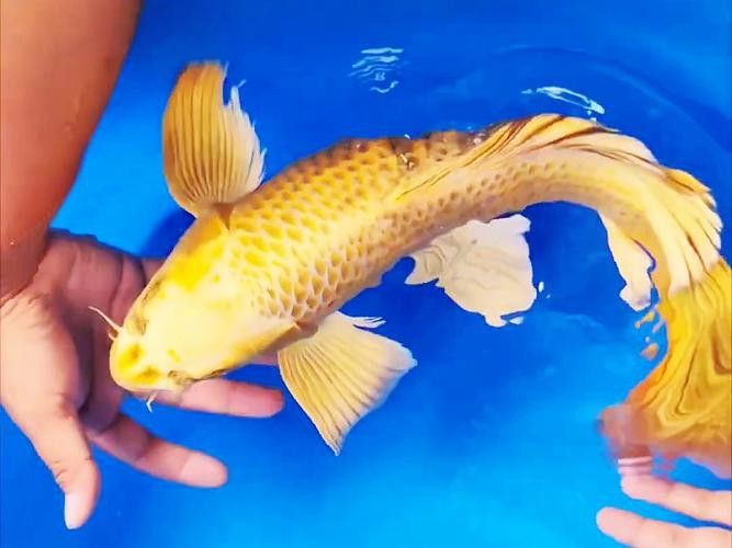 金龍魚可以和蝴蝶鯉混養嗎圖片 金龍魚可以和蝴蝶鯉混養嗎圖片 龍魚百科 第24張