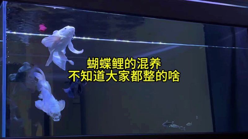 金龍魚可以和蝴蝶鯉混養嗎圖片 金龍魚可以和蝴蝶鯉混養嗎圖片 龍魚百科 第35張