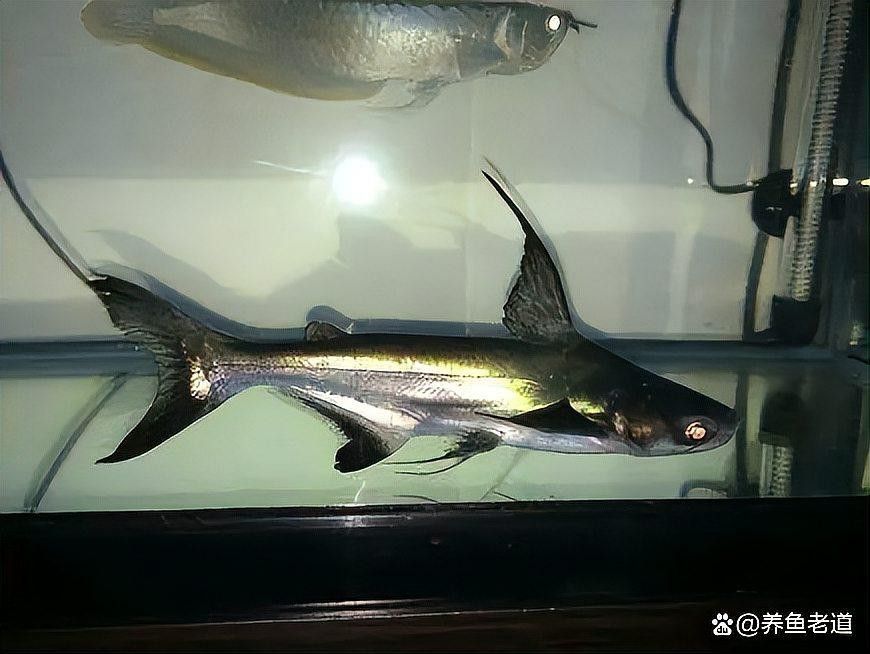 推薦一些適合龍魚混養的底棲魚類 推薦一些適合龍魚混養的底棲魚類 龍魚百科 第1張