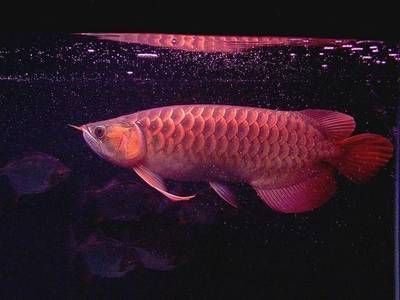 龍魚進口流程圖片 龍魚進口流程圖片 龍魚百科 第1張