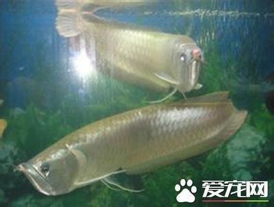 龍魚所有品種名稱大全：目前可獲取的龍魚品種名稱大全