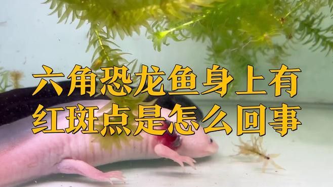 如何判斷龍魚是否患有外細菌性疾病？ 如何判斷龍魚是否患有外細菌性疾病？ 龍魚百科 第1張