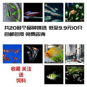 龍魚缸最佳溫度是多少度：關于養龍魚適宜溫度的詳細信息