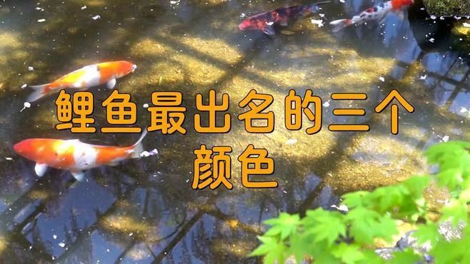 錦鯉紅白和大正的區(qū)別