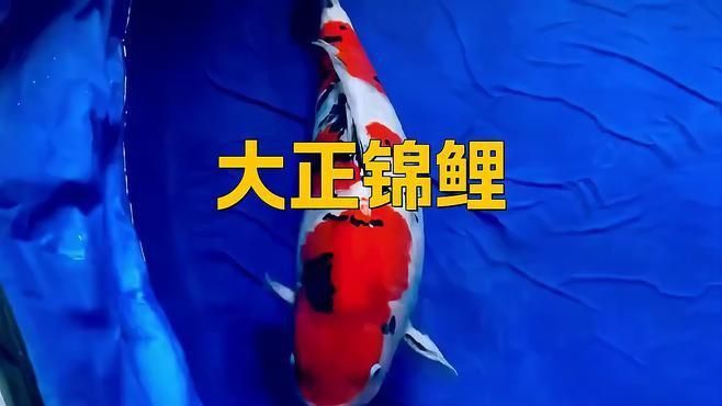 錦鯉紅白和大正的區別
