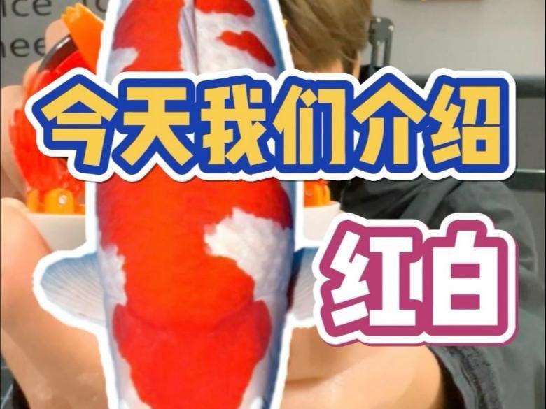 錦鯉紅白和大正的區別