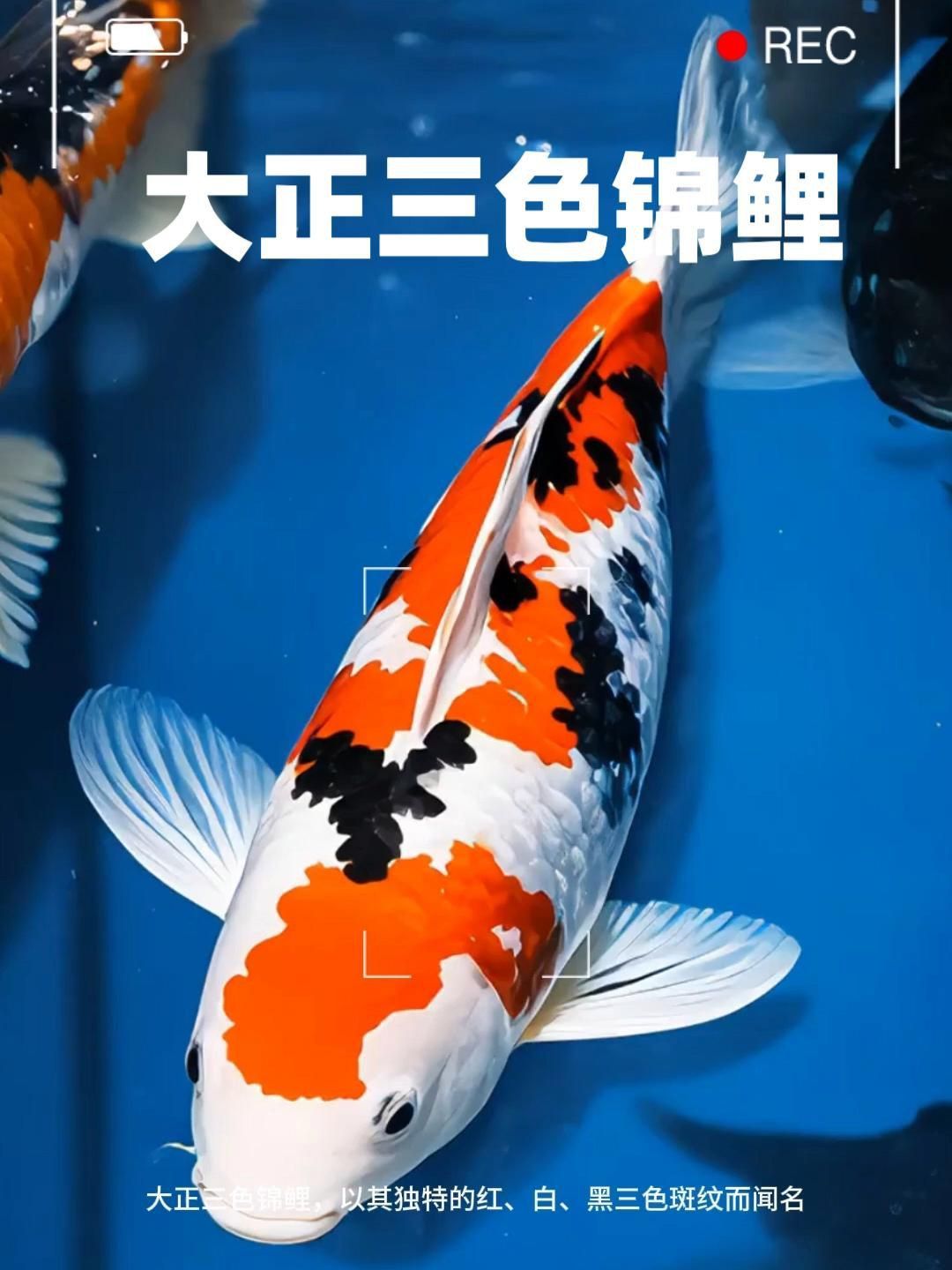 錦鯉紅白和大正的區別