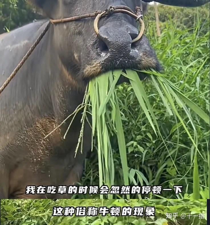 鯨魚網絡暗語