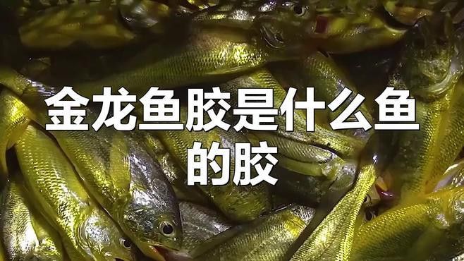 大金龍魚膠 大金龍魚膠 龍魚百科 第2張