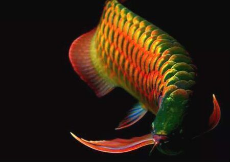 金龍魚的說法（金龍魚在風水學中有什么作用？）