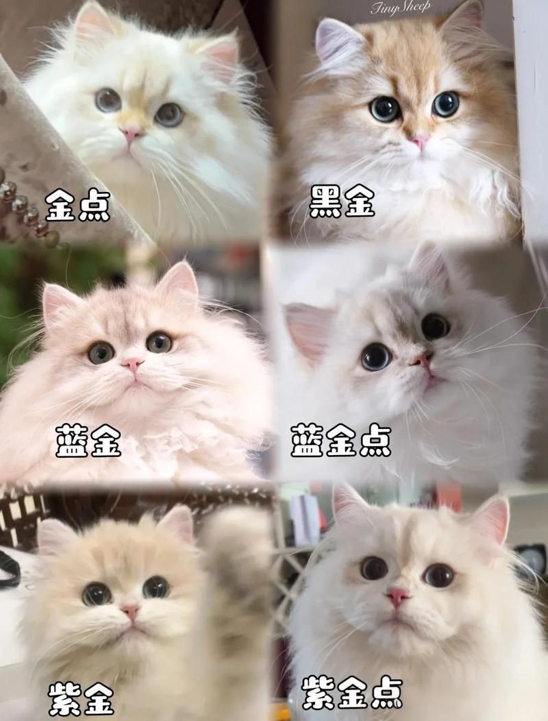 金點貓最旺三個顏色
