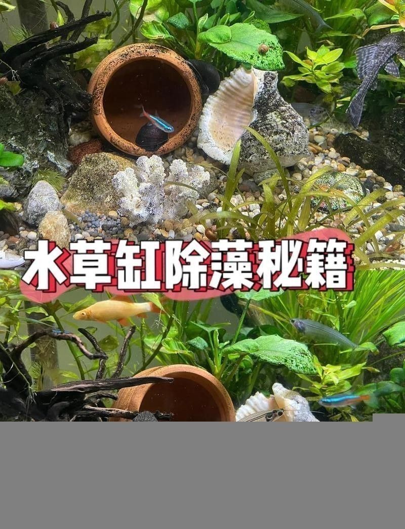 龍魚(yú)吐出綠色的黏膜