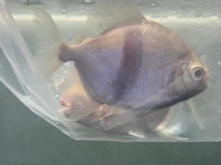 粗線魚咬龍魚怎么回事視頻