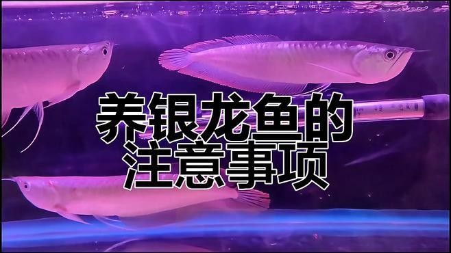 銀龍魚發(fā)色過程圖片欣賞