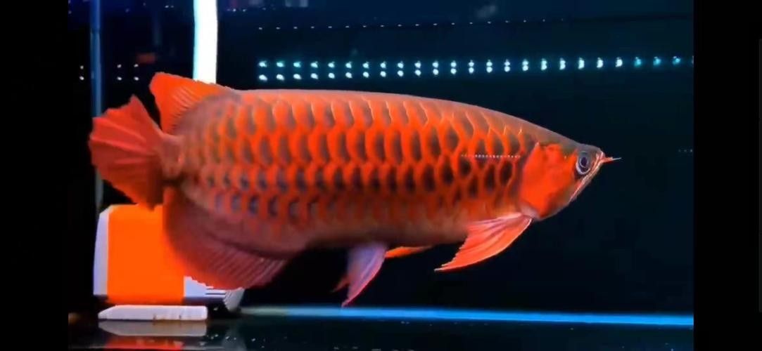 銀龍魚發(fā)色過程圖片欣賞