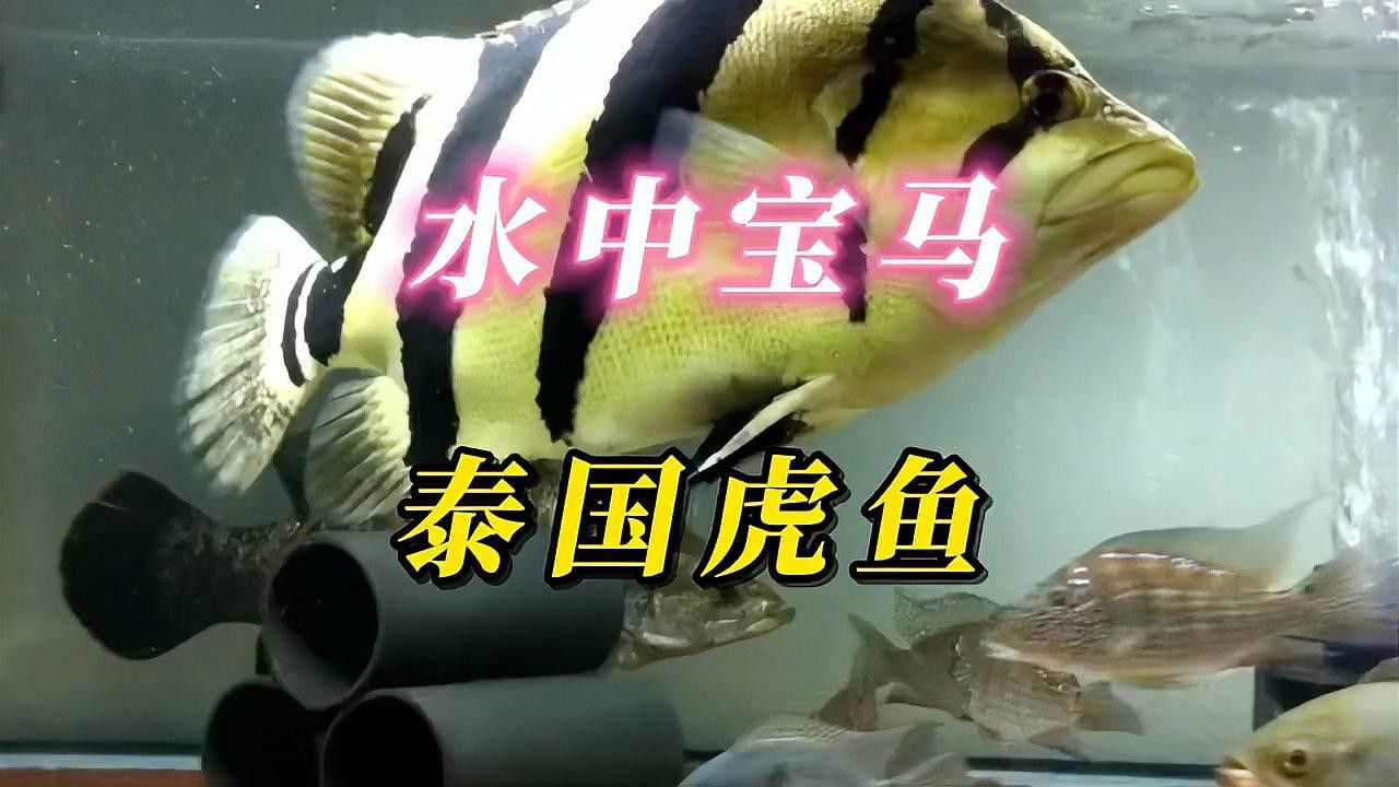 金龍魚能跟什么魚一起養