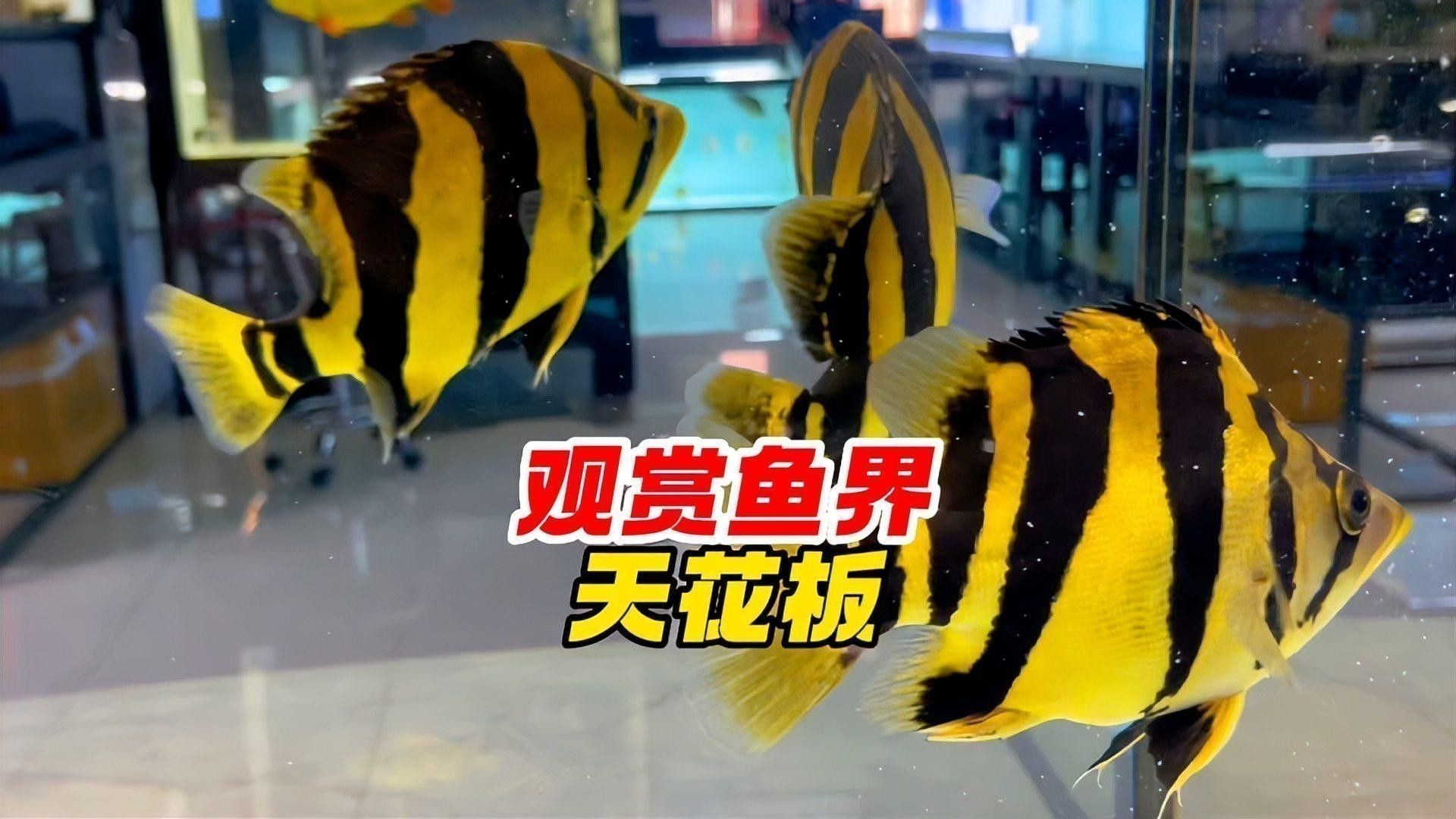 金龍魚能跟什么魚一起養