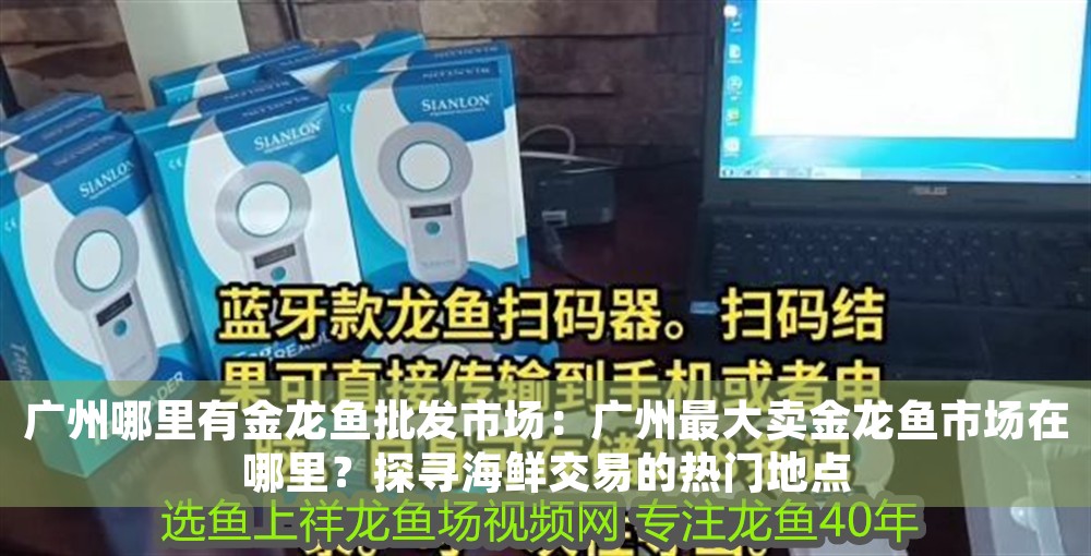 廣州哪里有金龍魚批發(fā)市場：廣州最大賣金龍魚市場在哪里？探尋海鮮交易的熱門地點