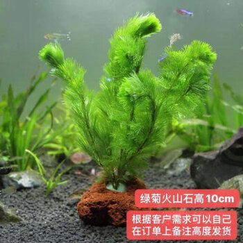 廣州哪里有金龍魚批發市場：廣州最大賣金龍魚市場在哪里？探尋海鮮交易的熱門地點 廣州哪里有金龍魚批發市場：廣州最大賣金龍魚市場在哪里？探尋海鮮交易的熱門地點 龍魚百科 第2張