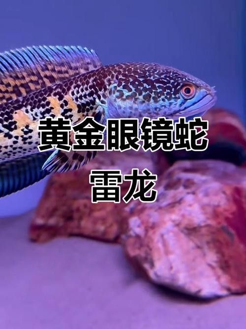 雷龍魚哪個品種最貴