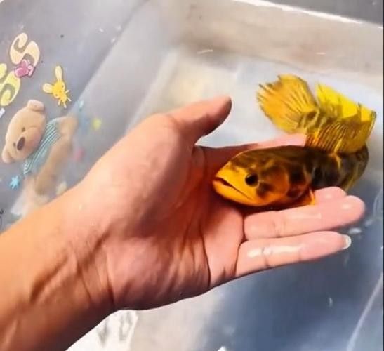 雷龍魚哪個品種最貴