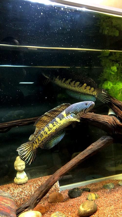 雷龍魚哪個品種最貴