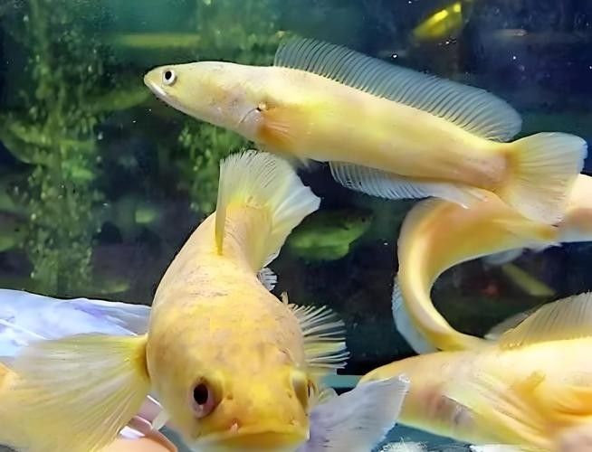 雷龍魚哪個品種最貴