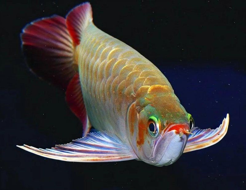 如何預防金龍魚一側凸眼？ 如何預防金龍魚一側凸眼？ 龍魚百科 第7張