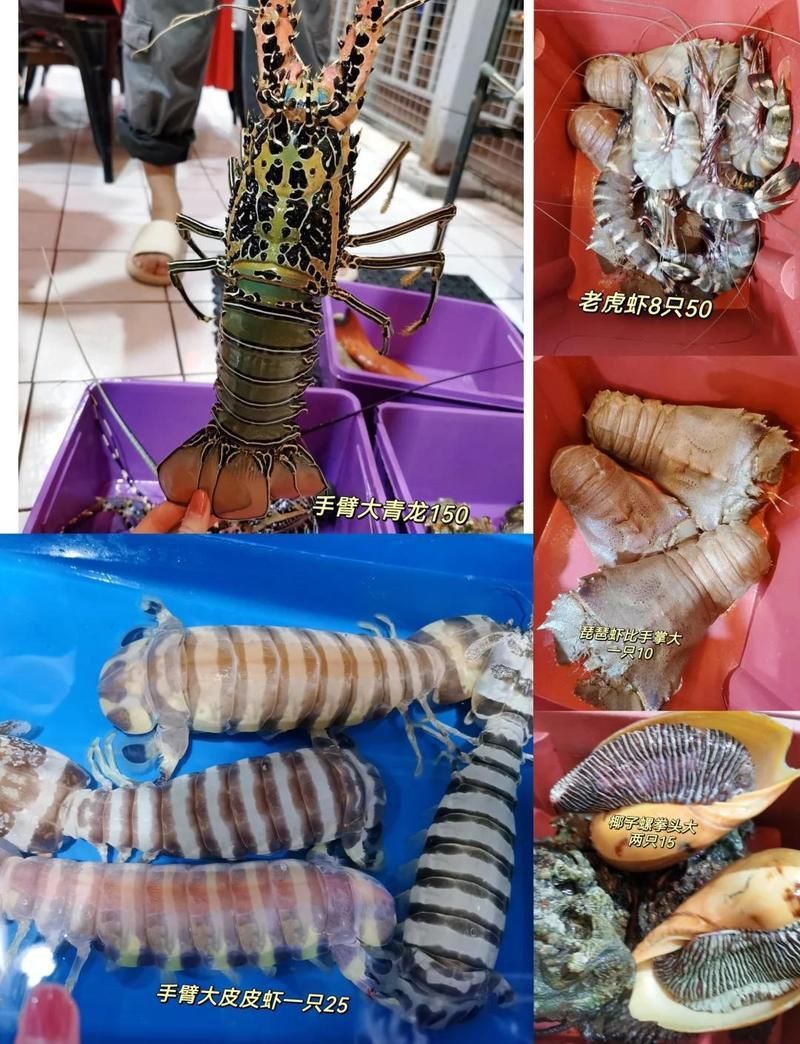 荔枝鳳冠魚多少元一條 龍魚百科 第2張 荔枝鳳冠魚多少元一條 荔枝鳳冠魚多少元一條 龍魚百科 第2張