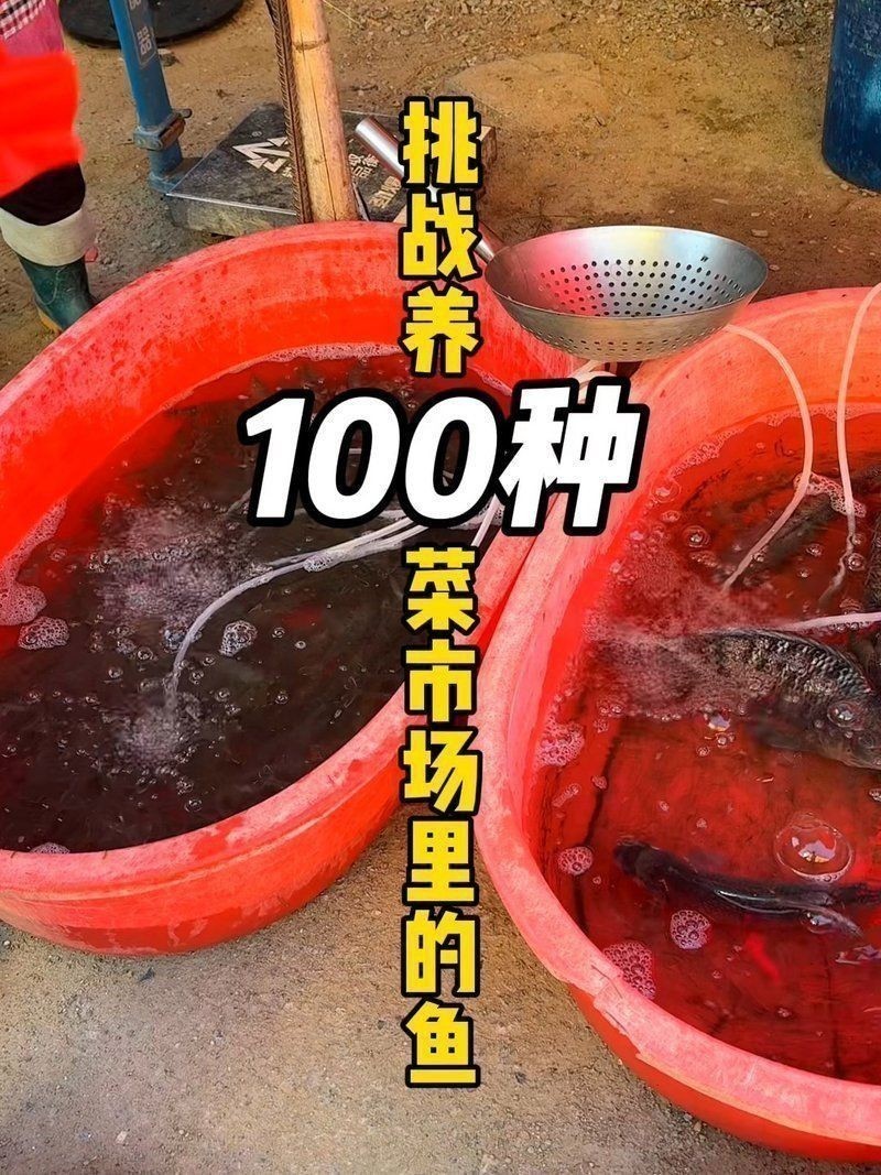 荔枝鳳冠魚多少元一條 龍魚百科 第1張 荔枝鳳冠魚多少元一條 荔枝鳳冠魚多少元一條 龍魚百科 第1張