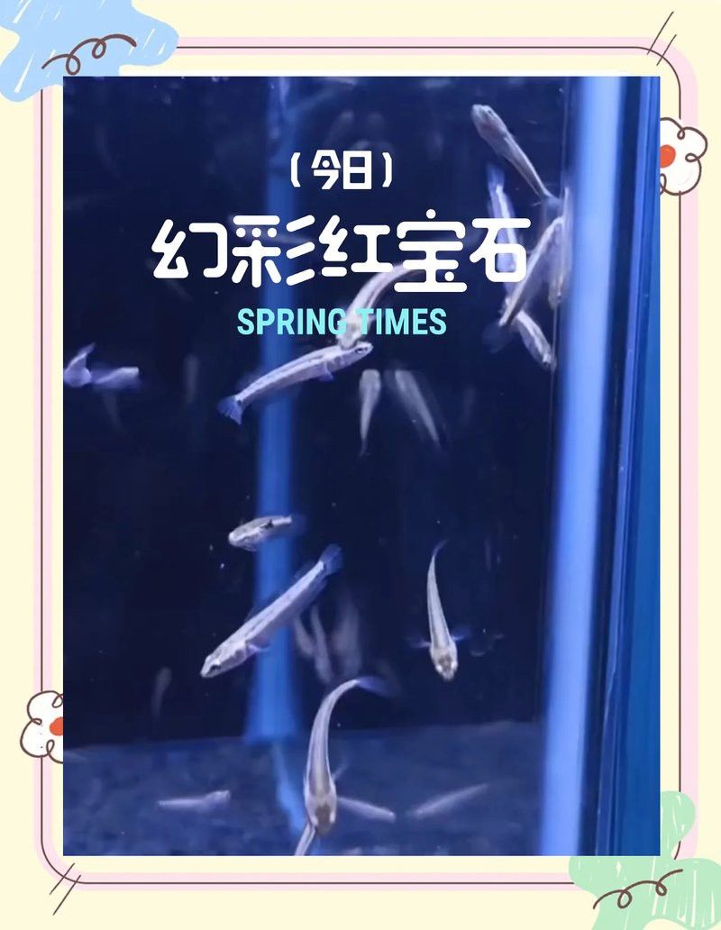 寶石雷龍魚能長多大