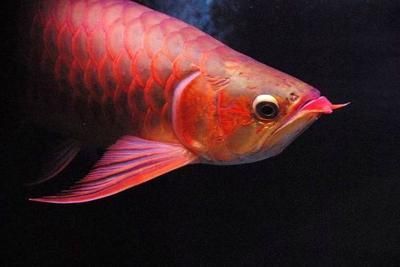 龍魚眼睛變紅是什么原因啊：龍魚眼睛變紅可能由多種原因引起，