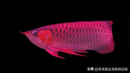 龍魚飼養成本多少：養一條龍魚的成本是多少